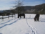 2010_0009.jpg